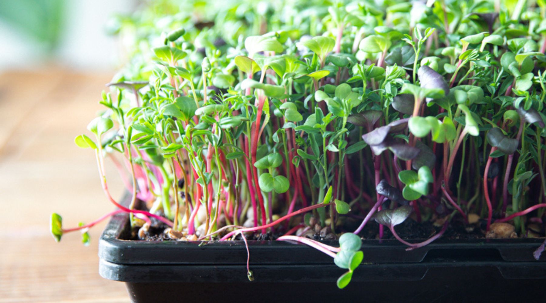 Watering Microgreens - Which Method is Best?
