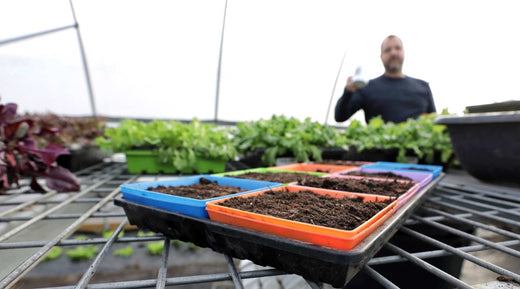 microgreen trays in a stack