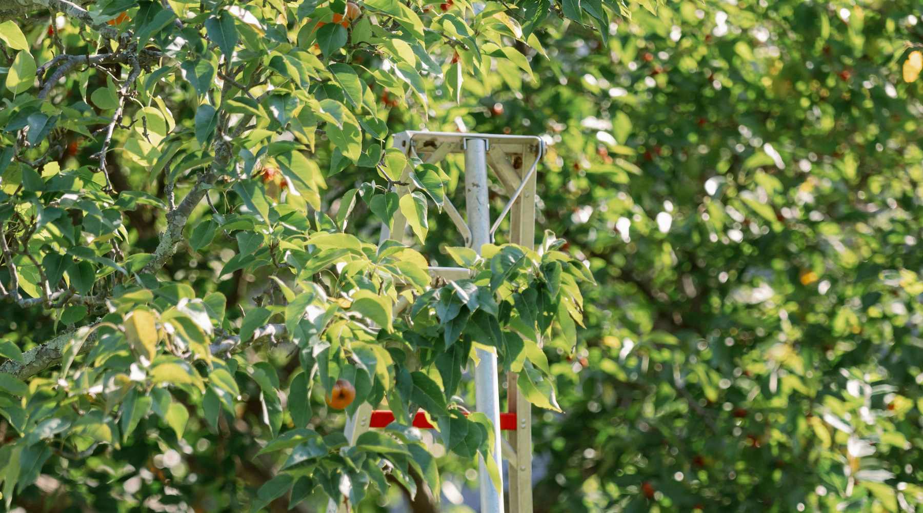 Fruit trees in an orchard supported by wire trellis. 