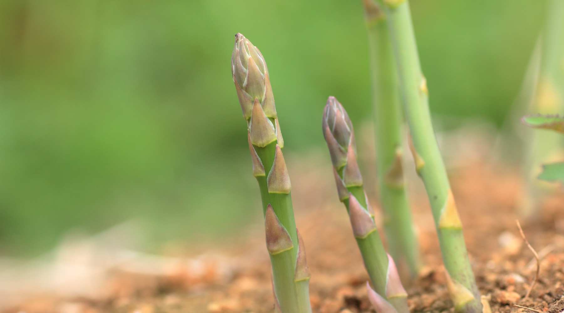 young asparagus growing up from the ground