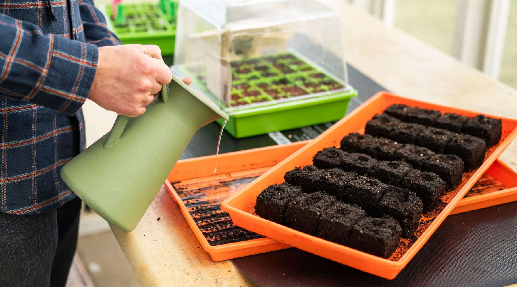 Bottom Watering Soil Blocks in Mesh Trays