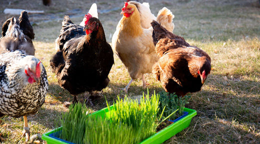 chickens eating fodder