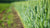 A row of oats as cover crop growing next to a freshly cleared row.