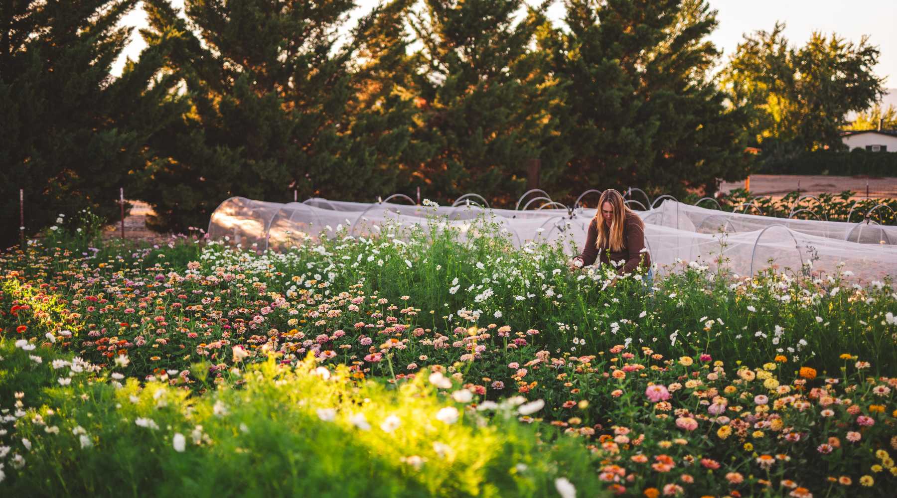 The landscape of a flower farm with cosmos and zinnias and a flower farmer in the background. 