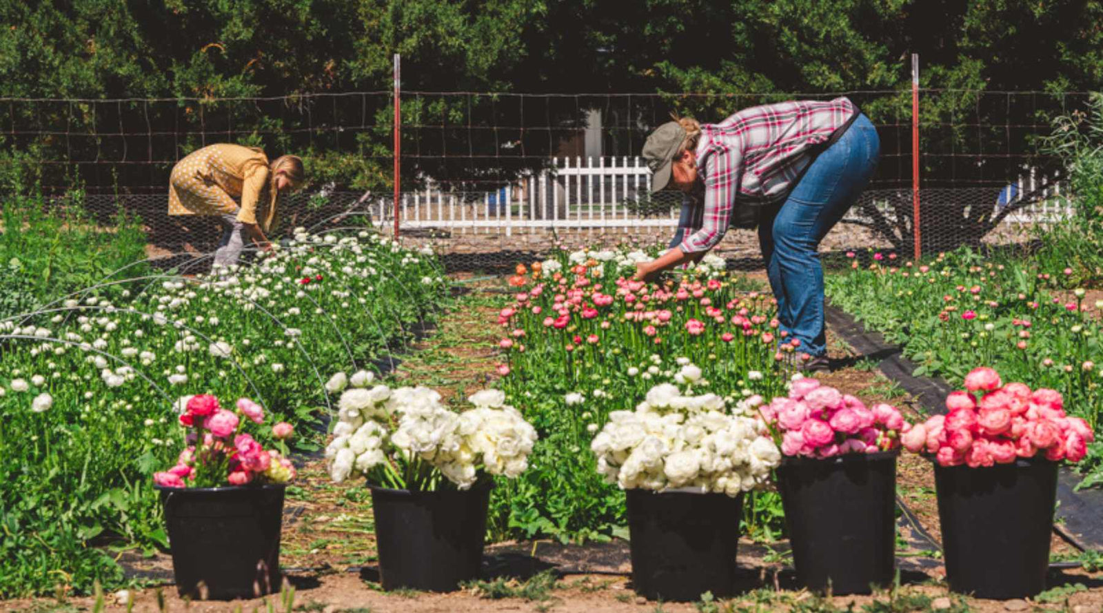 Buckets of flowers in a flower field being harvested by two female ...