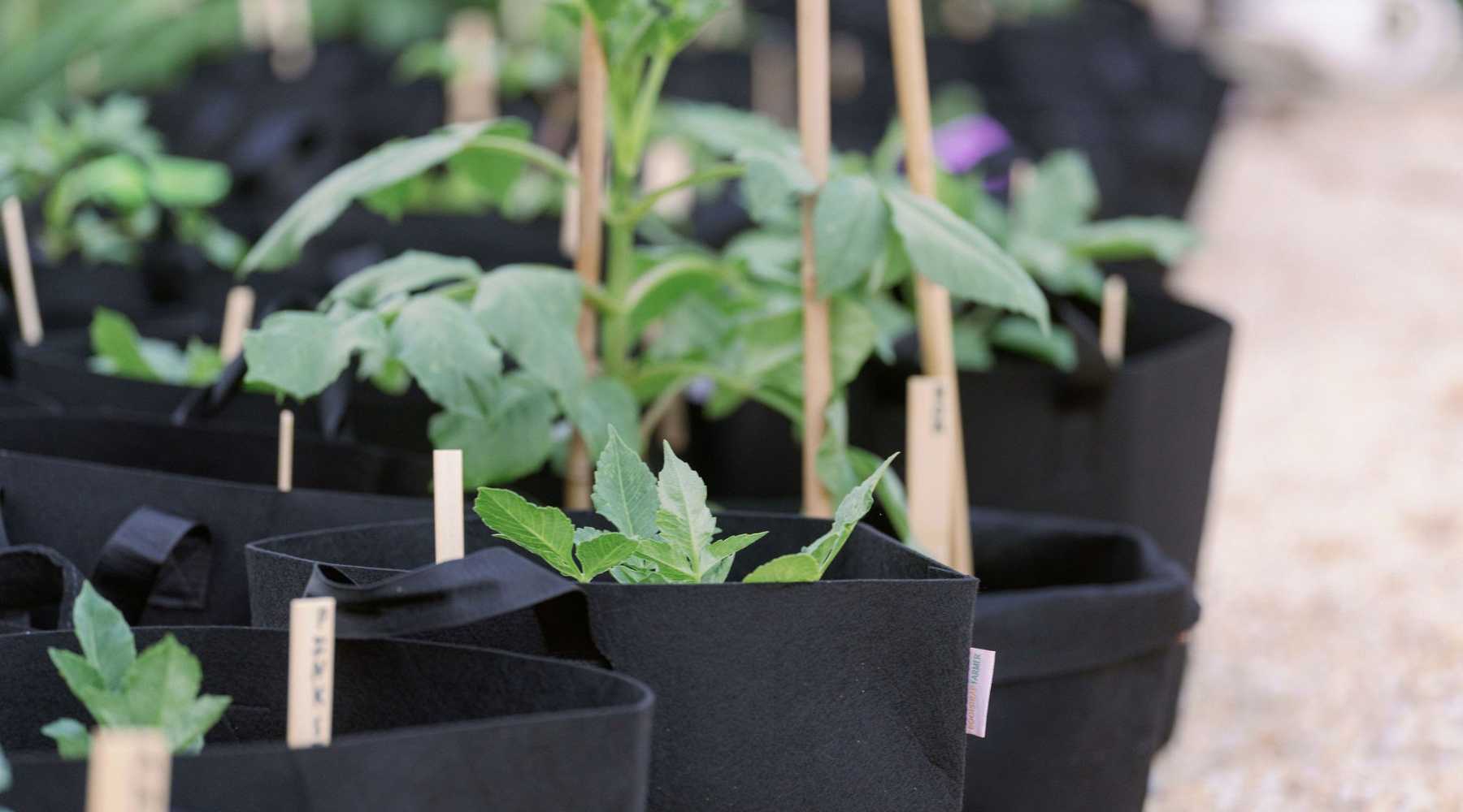Plastic Grow Bags for Plants - Greenhouse Megastore