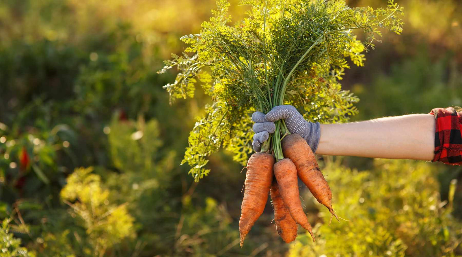 Carrot Farm