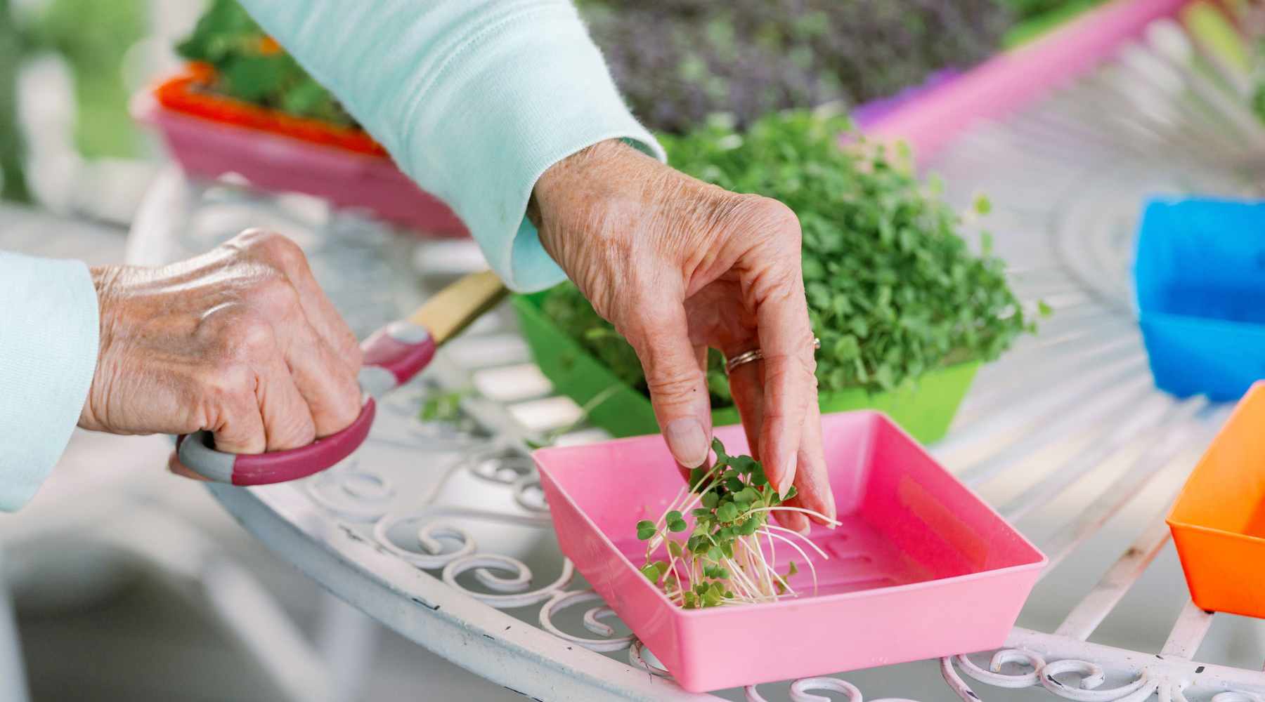 10 of the Tastiest Ways to Enjoy Microgreens