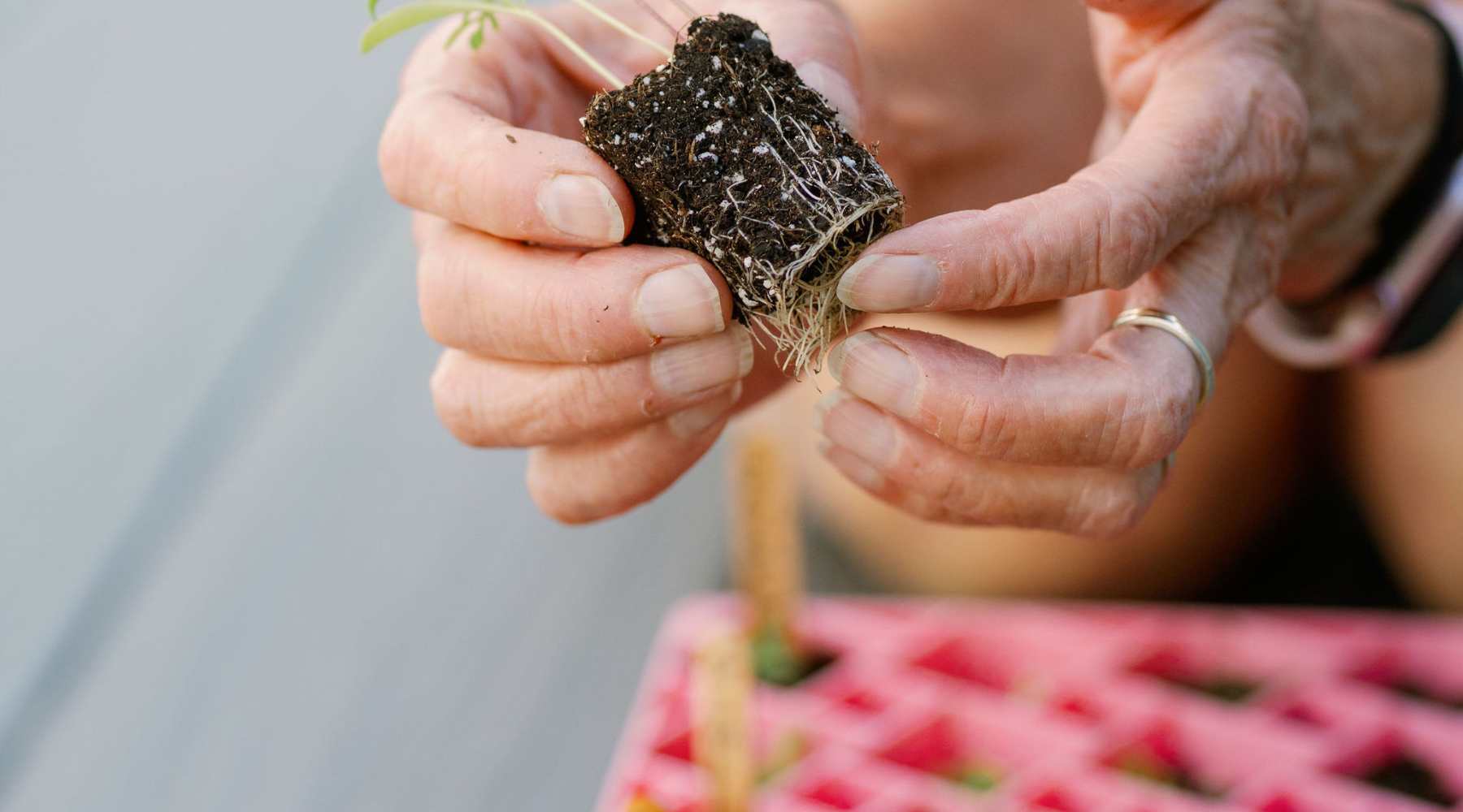 Air pruned seedling in a 72 cell air prune tray