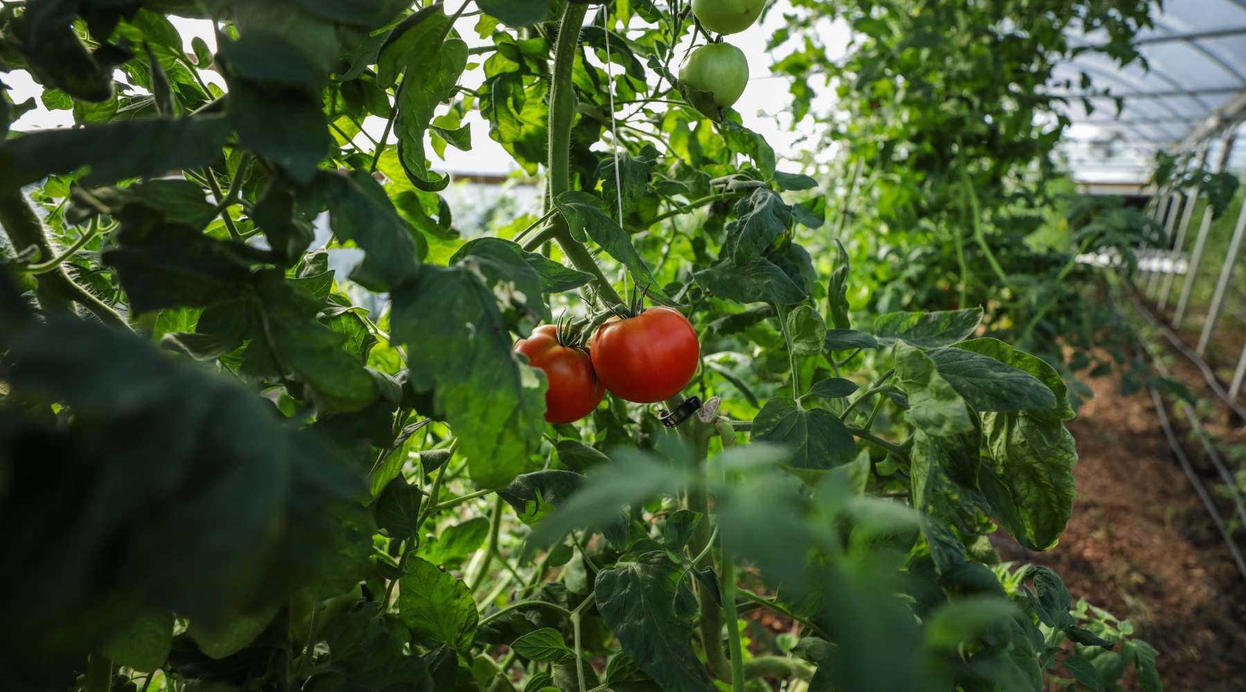 Treating Tomato Blight: Easy Soil Sterilization Tips for Healthy Plants