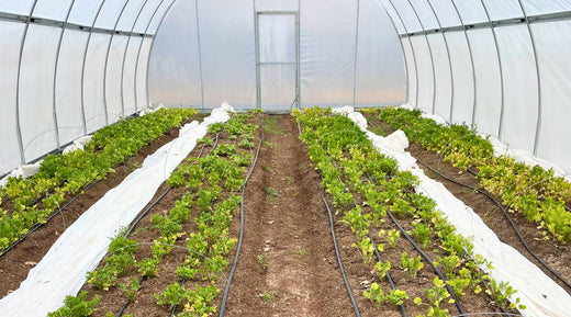 spring flowers in a high tunnel