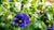 Purple pansy flower growing in a hoop house.