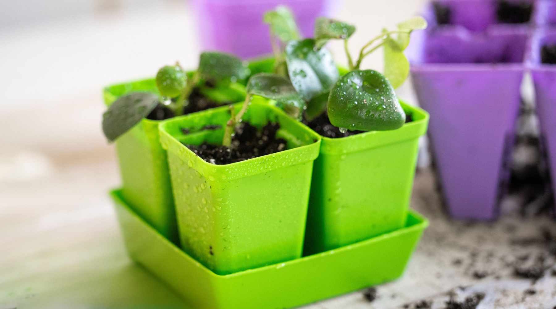 Propagated Peperomia In Green 2.5 Pots