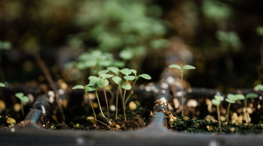 Flower Farming Efficiencies with Ashley Vail on Starting your Plants