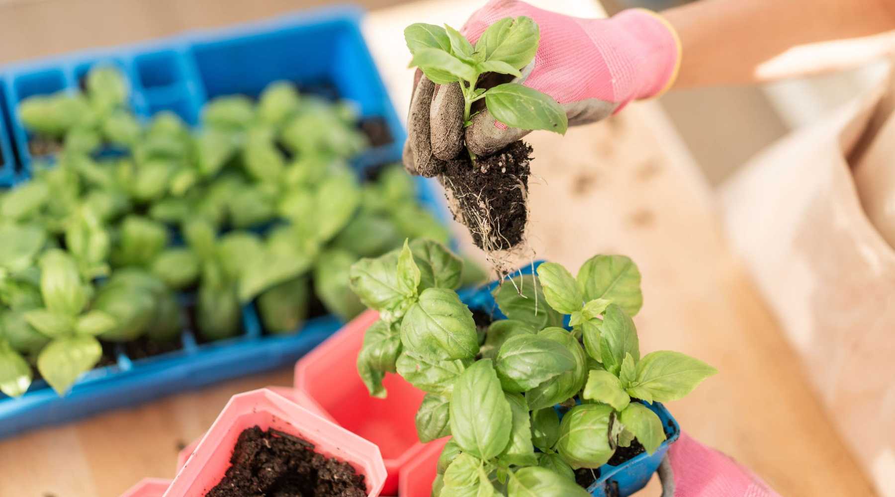 Transplanting seedlings outdoors