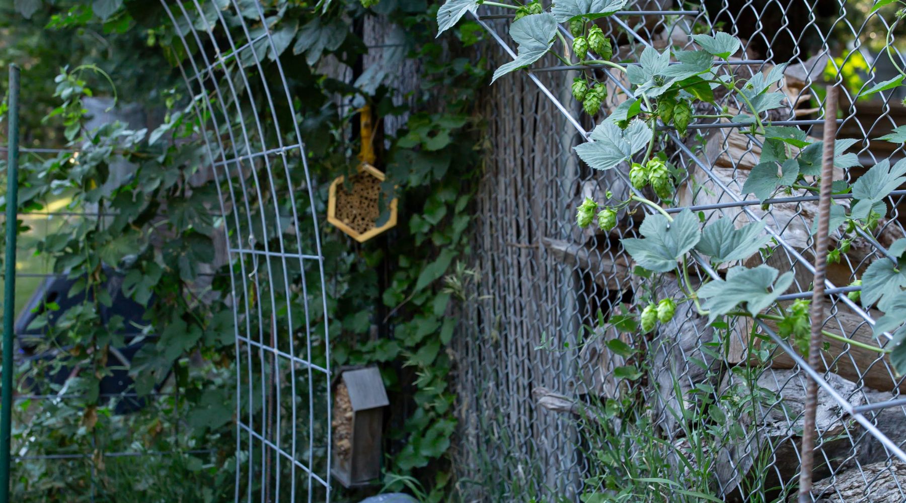 Hops growing up a trellis in a garden with more trellised plants visible in the background.