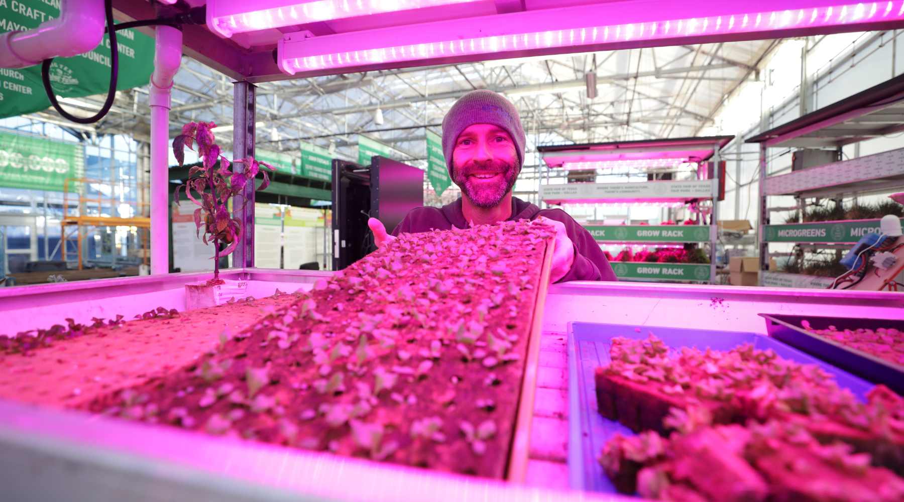 A man holding a tray of seedlings grown in rockwool under pink grow lights in a hydroponic greenhouse setup.