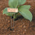 Luster Leaf Copper 10" Plant label in use