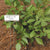 10" Zinc Plant Label in use
Luster Leaf