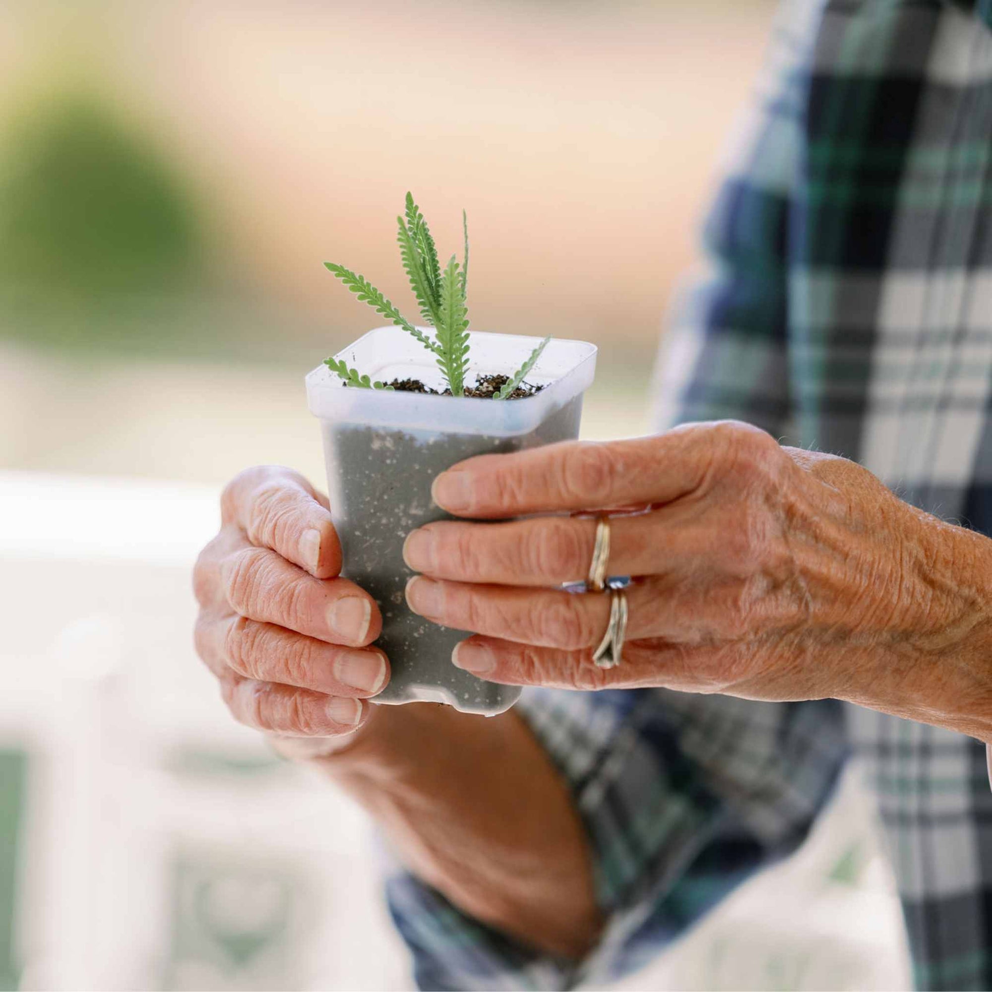 Woman holding a propagated french lavender plant in a clear 2.5 inch pot from the propagation kit.