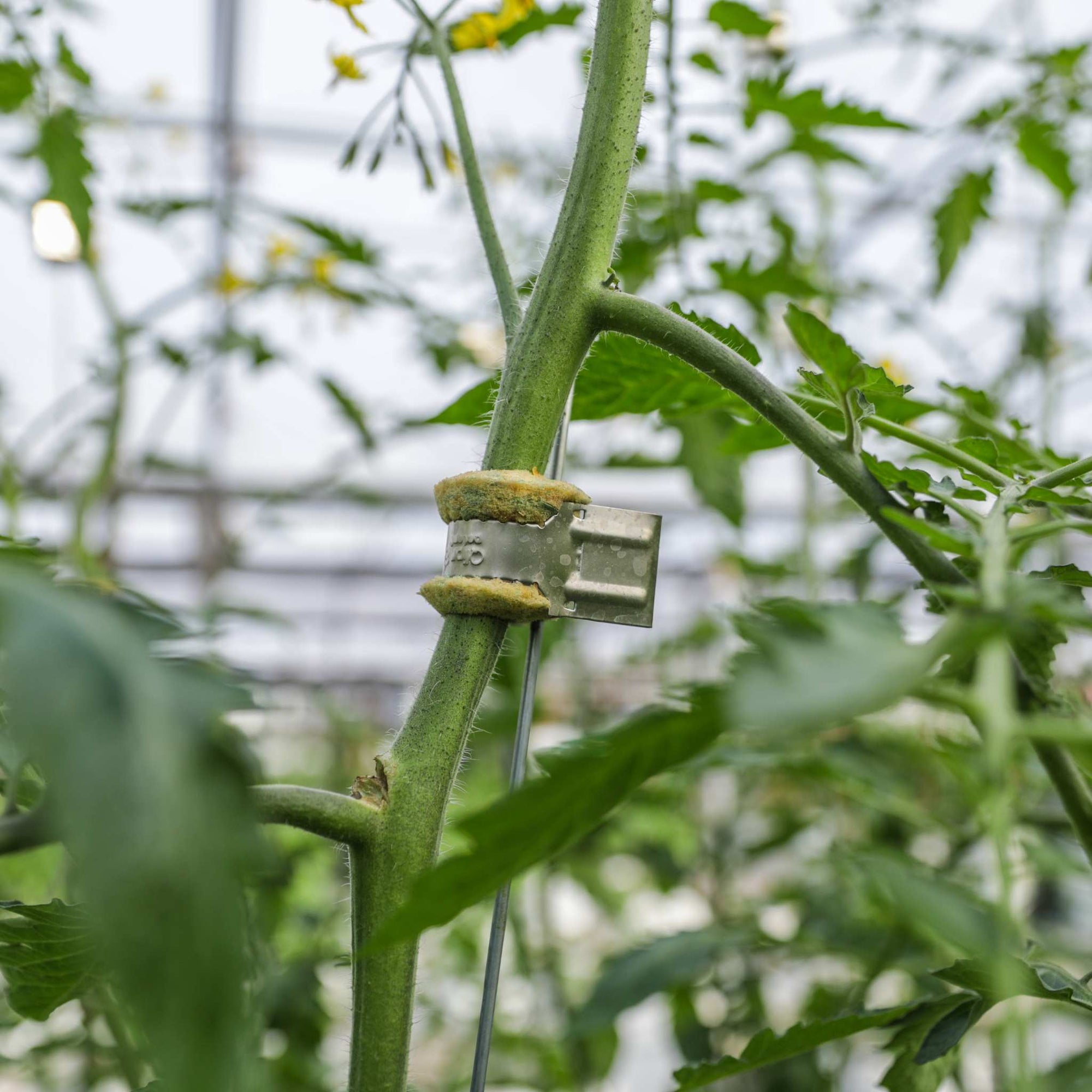 Qlipr Trellis System on tomato plant