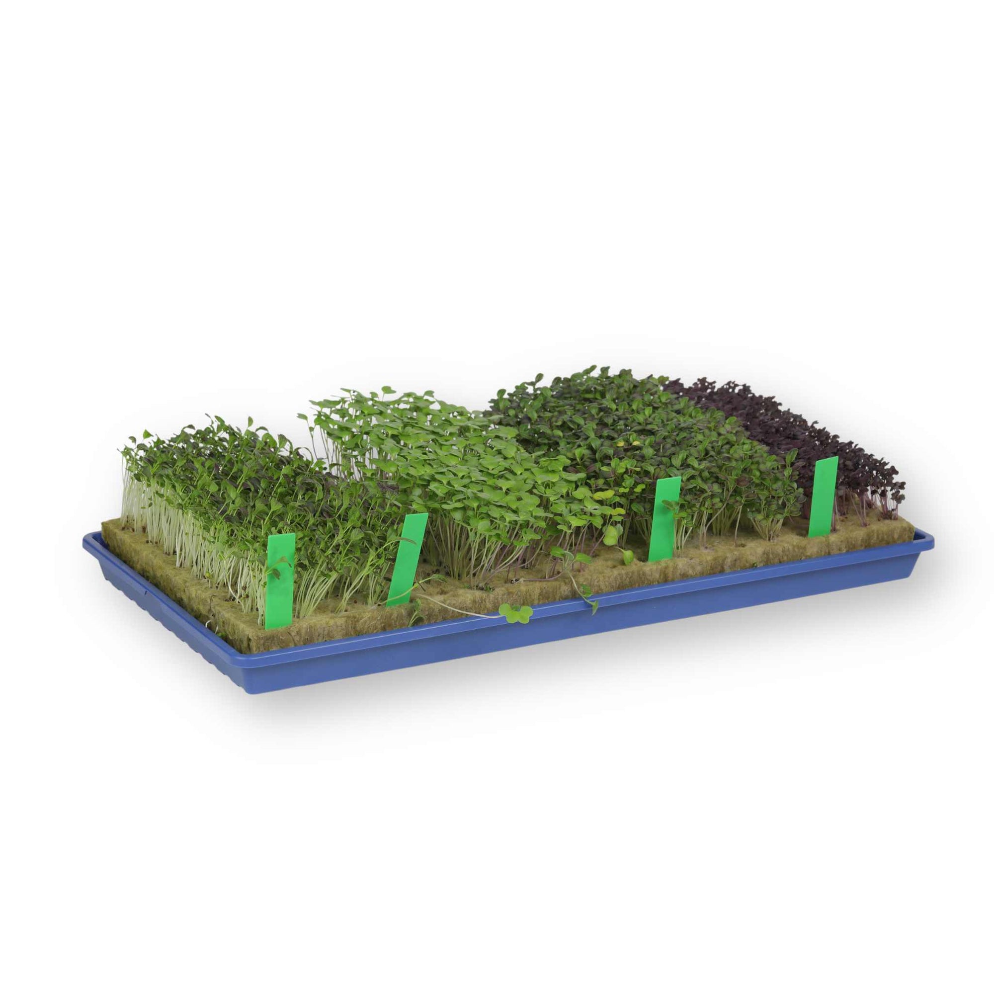 Dark Slate Blue Shallow 1020 Microgreen Tray With Asian Greens Planted in Rockwool