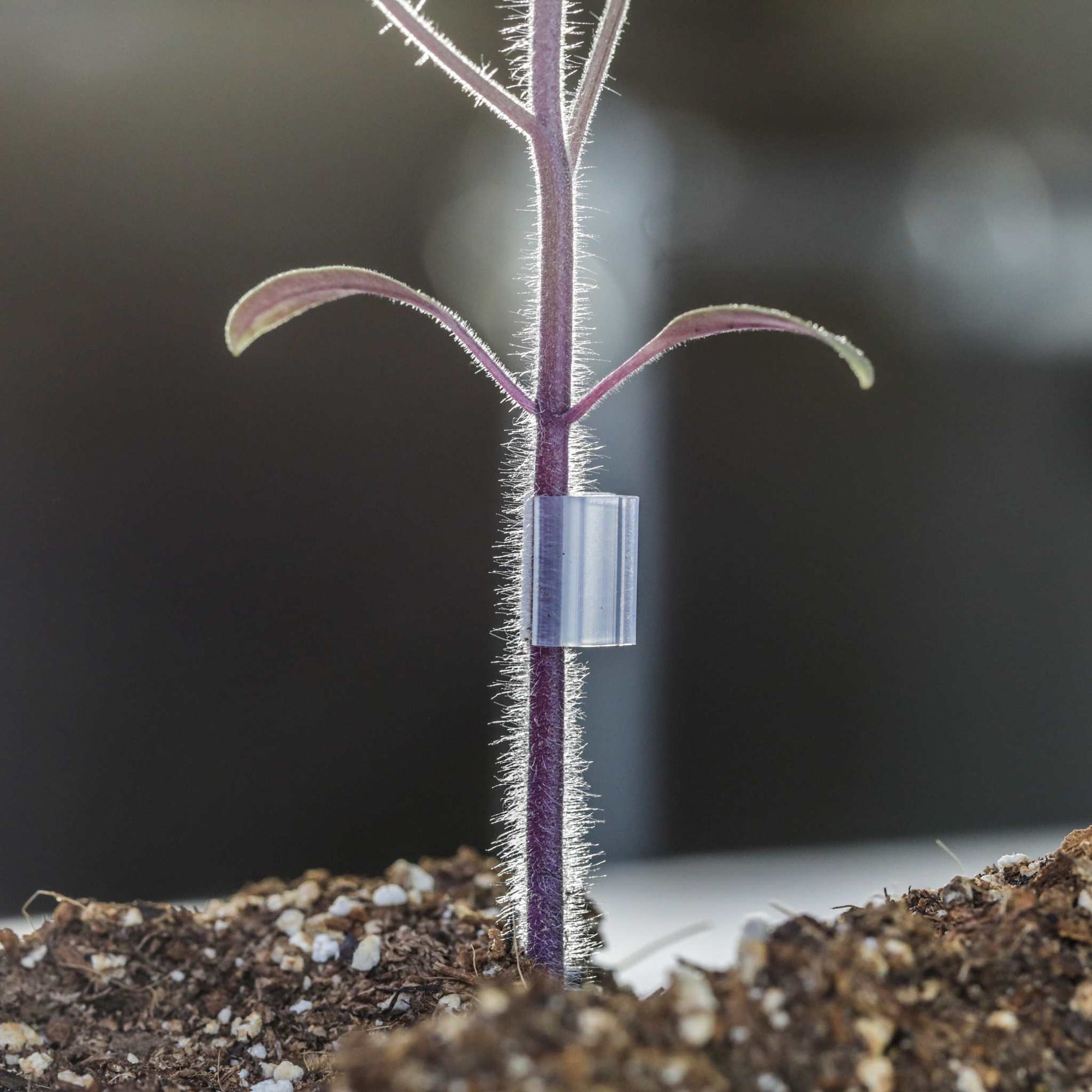 tomato grafting clip
