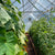 Greenhouse Ventilation in Gothic Style Hoop house
