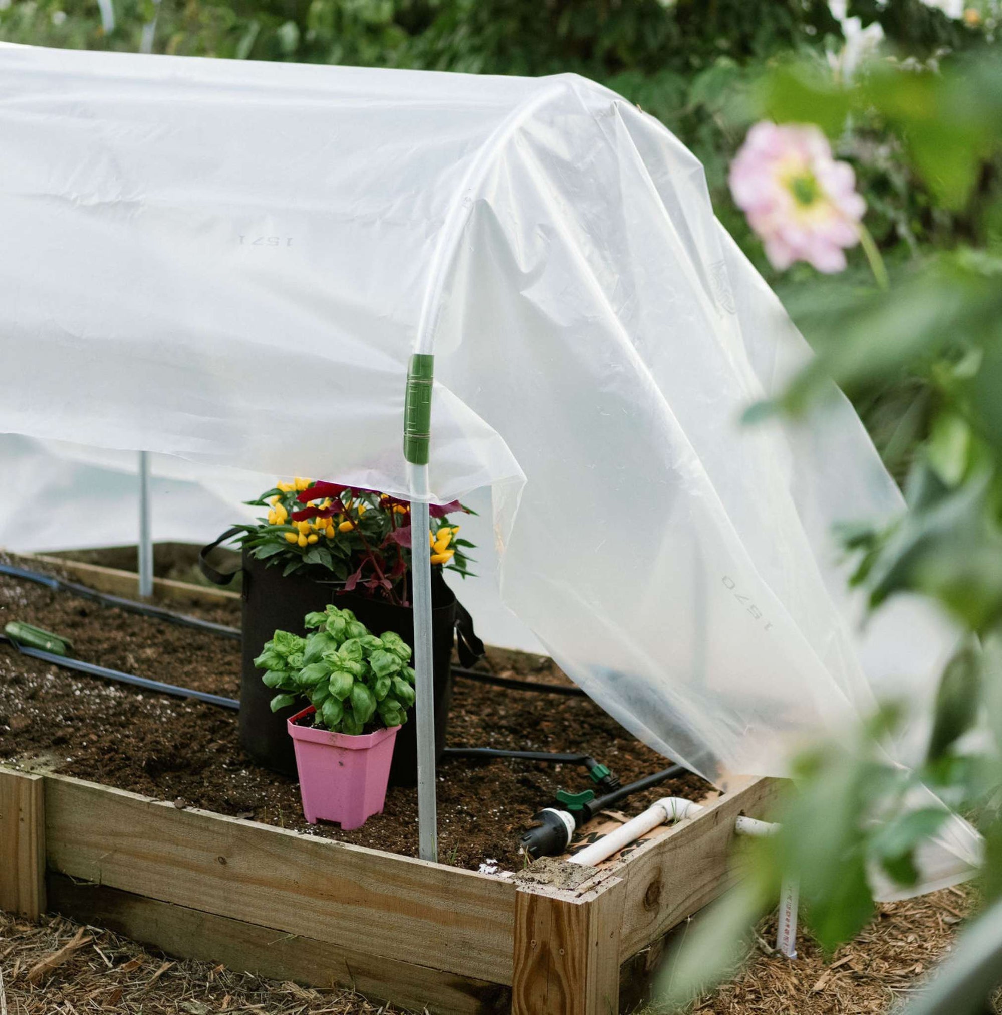 Low Tunnel with greenhouse plastic vented for airflow