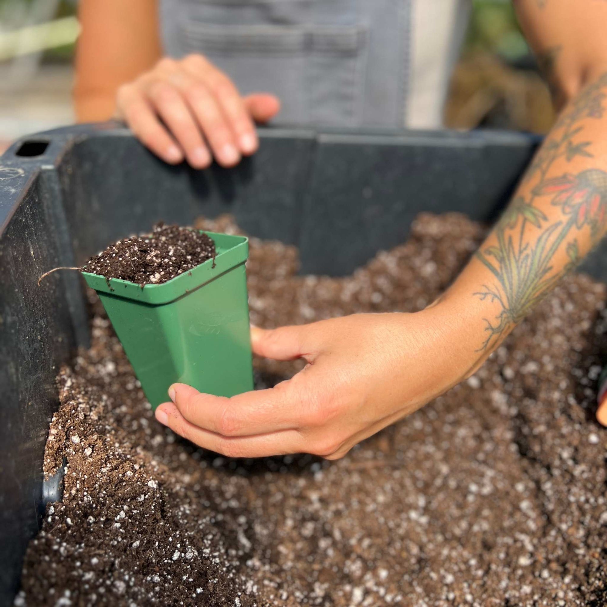 Seed Starting Kits for Backyard Gardeners - Bootstrap Farmer