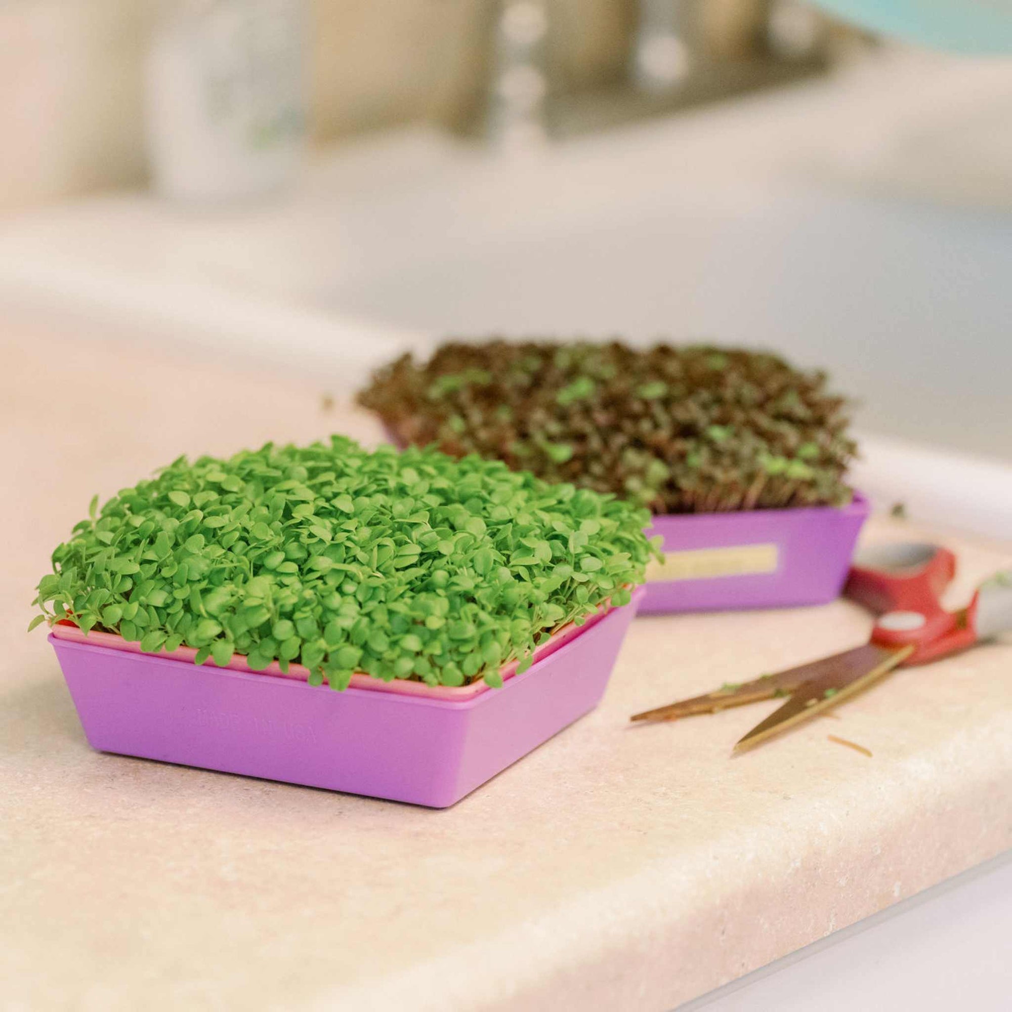 A pink microgreens 5x5 tray with basil microgreens nesting inside of a purple 5x5 tray without holes with microgreens grown in a purple 5x5 tray in the background. 