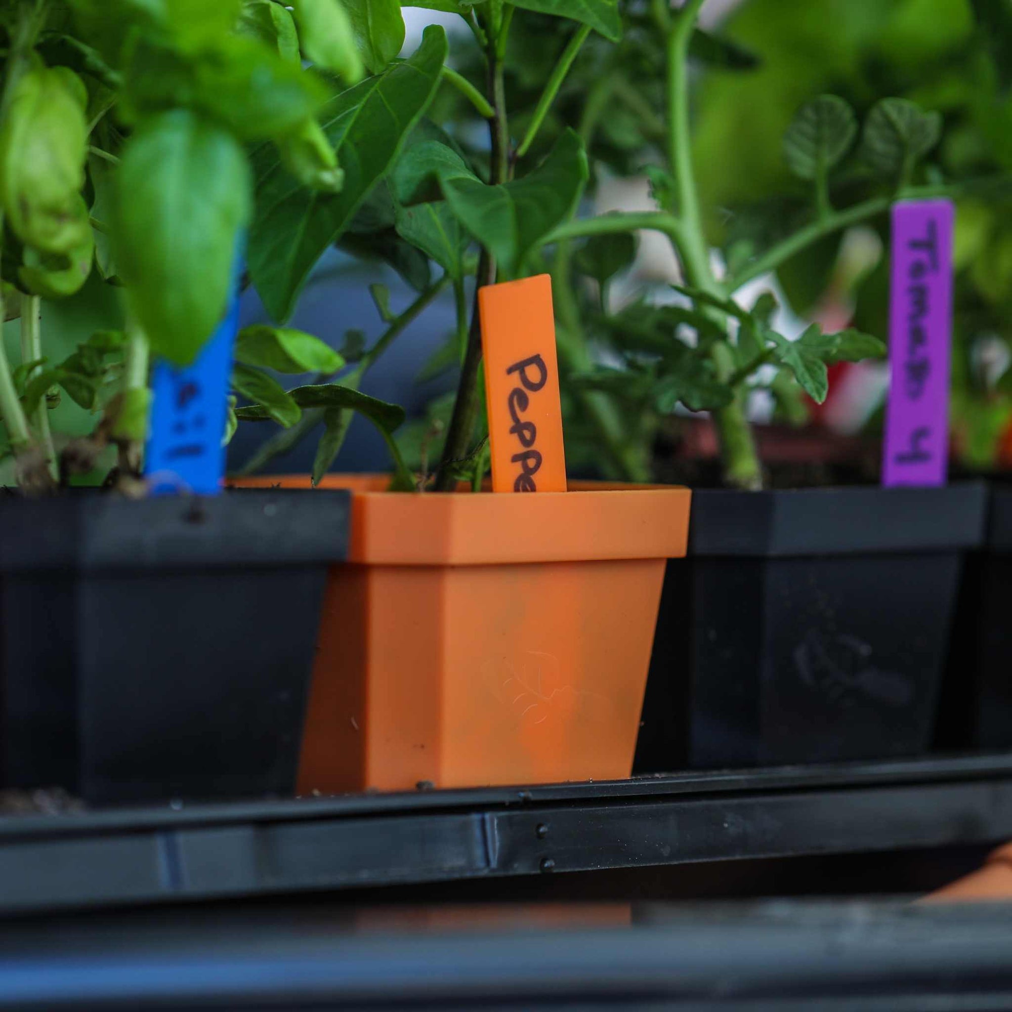 Close-up of multiple seedling pots, with each pot containing a brightly colored plant label. One orange pot with a green pepper plant has an orange label marked "Peppers," while another black pot next to it has a blue label marked "Basil."