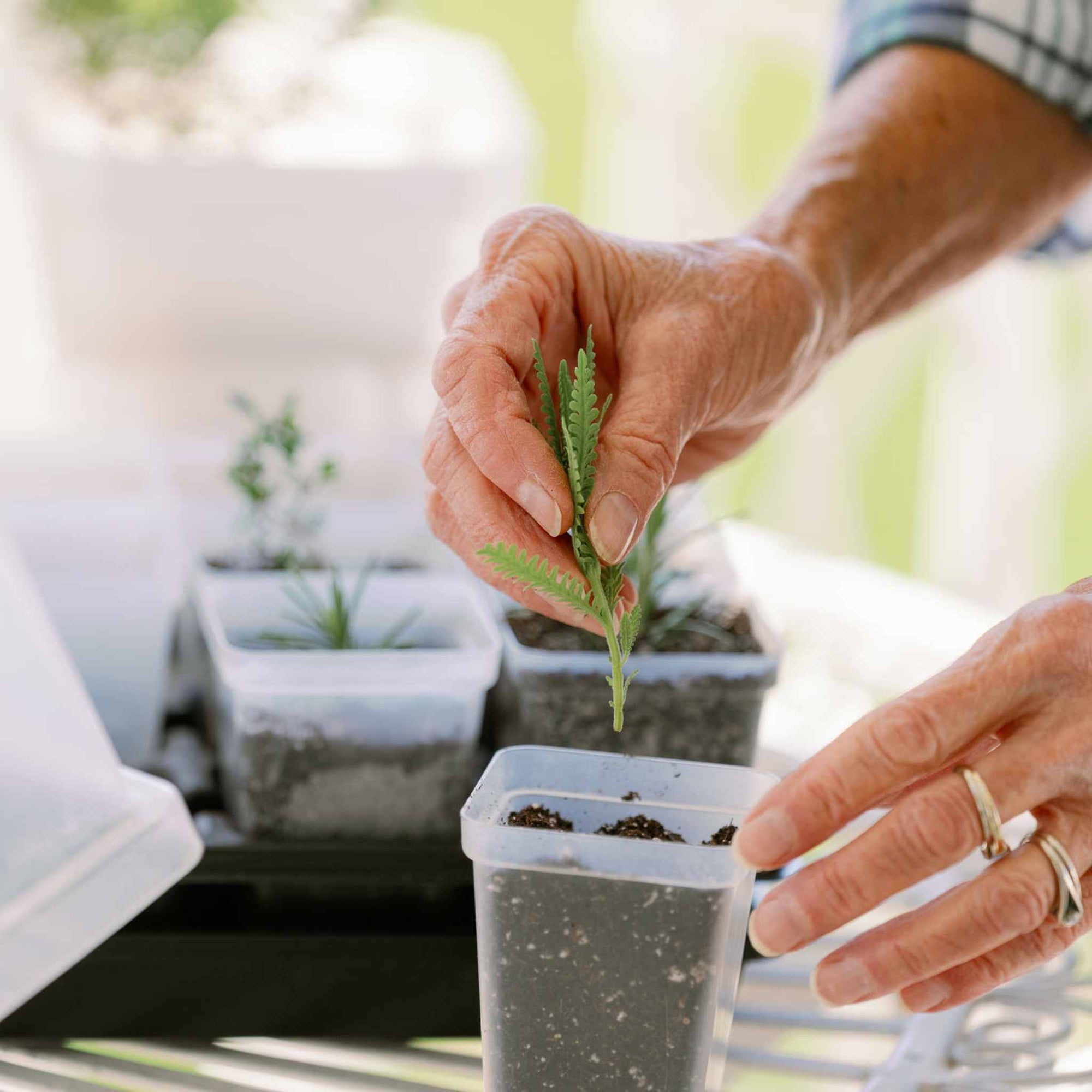 Woman propagating cuttings of herbs with a propagation kit.