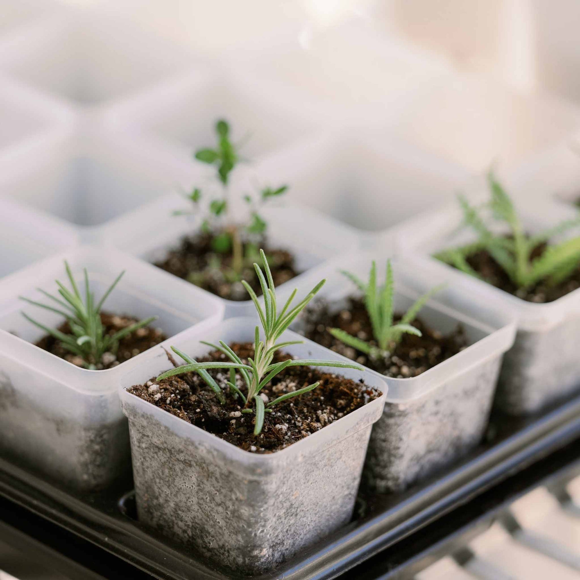 Propagation kit with assorted herbs for the kitchen.