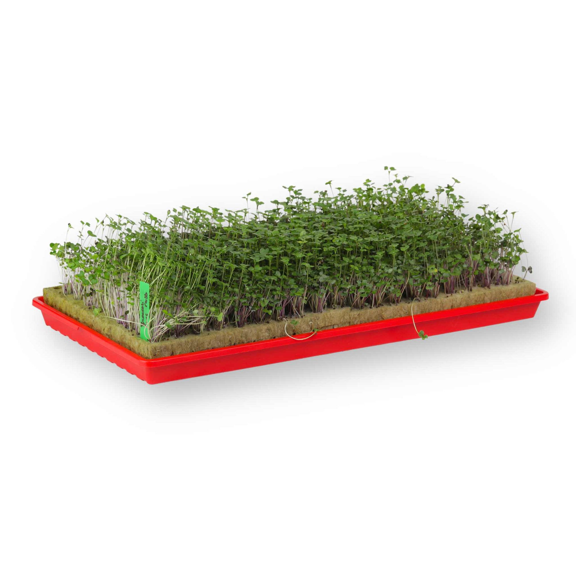 Red Microgreens 1020 Shallow With Asian Greens in Rockwool