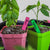 Two small plant pots, one pink and one green, each with a brightly colored plant label. The pink pot has a pink label that says "Basil," and the green pot has a green label that says "Peppers." Both pots contain small plants growing in them.