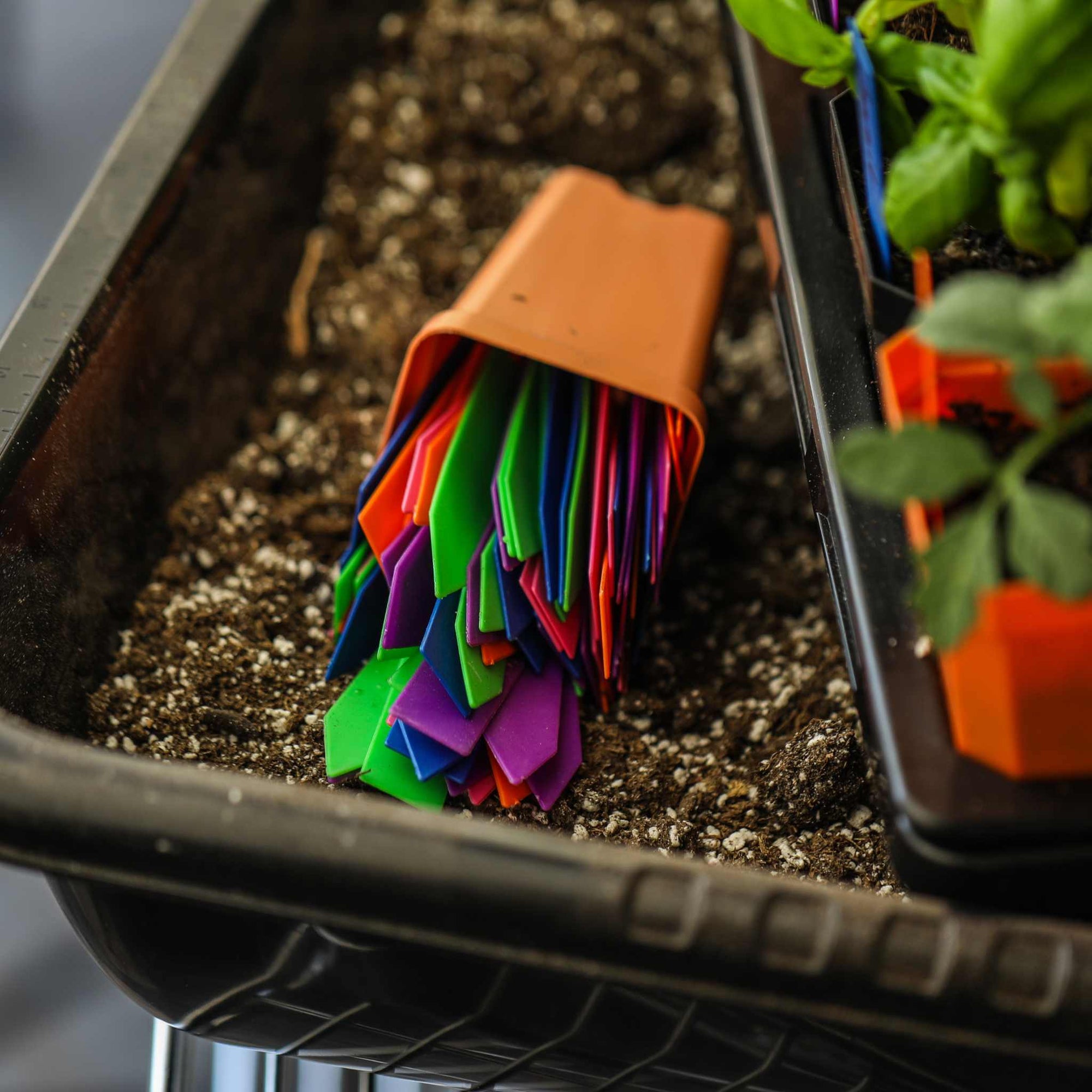 A close-up of a small seedling pot with an orange container holding a stack of colorful plant labels (green, purple, blue, pink, and orange) lying in soil. Nearby seedlings are visible