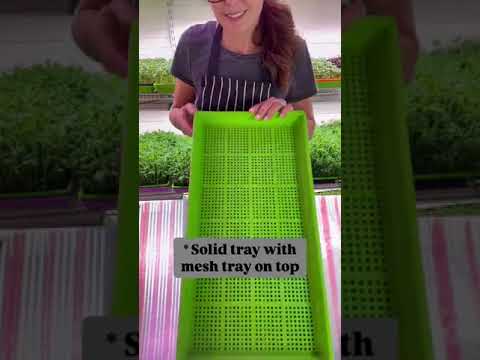 Microgreens Farmer showing no soil growing technique with shallow mesh trays for pea shoots.