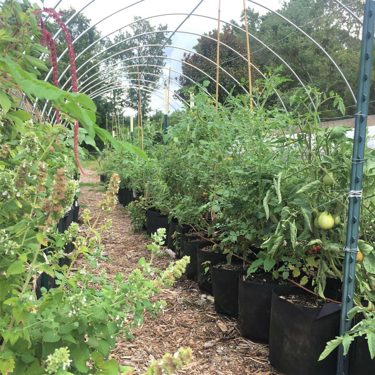 The 5 Best Tomato Grow Bags for Backyard Gardeners  Minneopa Orchards