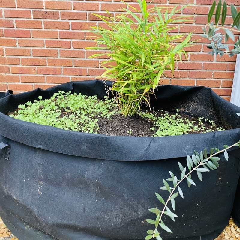 iPower 3-Pack 10-Gallon Potato Grow Bags Garden Waterproof Reusable Vegetable  Plant Pots Container - Walmart.com