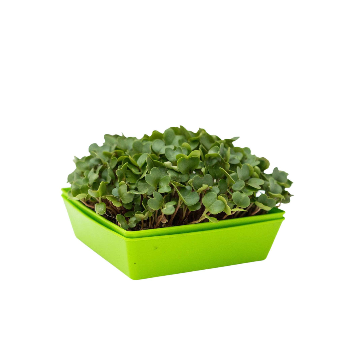 Microgreen Trays  Shop Shallow Trays for Microgreens - Bootstrap Farmer