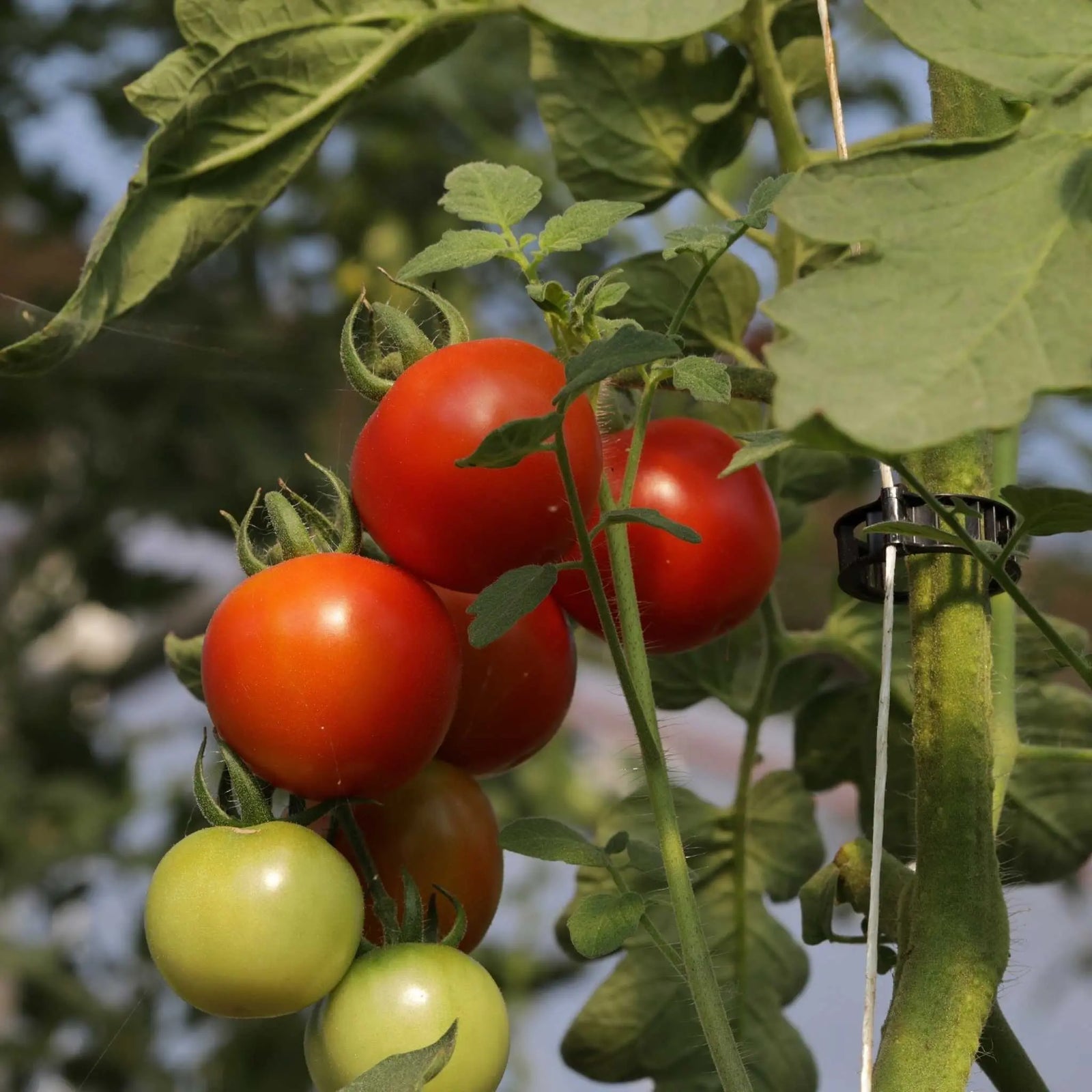  growbiggerplants RollerHook Tomato and Vine Crop Trellis (25  Pack) - EBook Included : Patio, Lawn & Garden