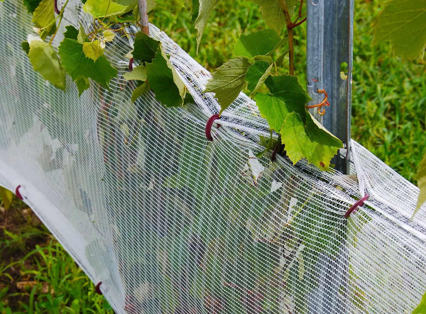 Generic COD? Anti Bird Catcher Net Traps Crops Fruit Vegetables
